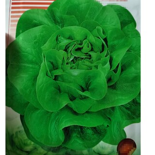 サラグリーン・レタス種x2000粒＋(野菜)