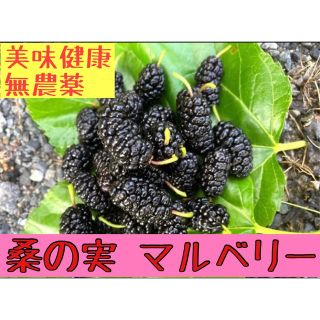 【健康美味】無農薬　生マルベリー　桑の実　500g(フルーツ)