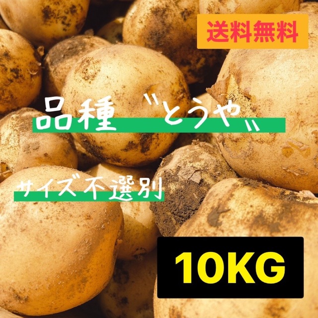 新じゃが とうや サイズ不選別 じゃがいも 農家直送 馬鈴薯 茨城県産 10kg 食品/飲料/酒の食品(野菜)の商品写真