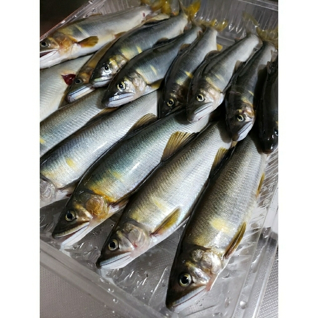 専用になりました。冷凍 鮎 6/1 安芸川 食品/飲料/酒の食品(魚介)の商品写真