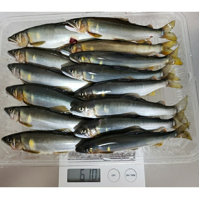 専用になりました。冷凍 鮎 6/1 安芸川 食品/飲料/酒の食品(魚介)の商品写真