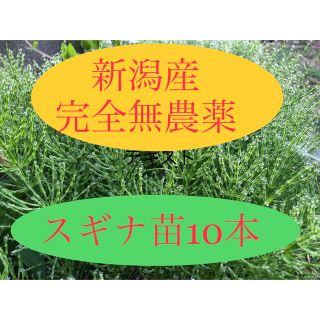 もうすぐ販売終了！新潟産完全無農薬　安心なスギナ 苗10本以上(野菜)