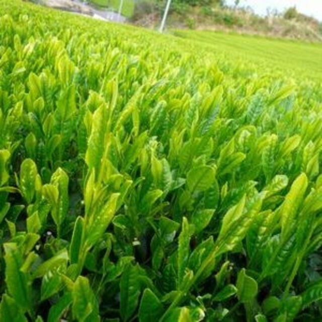 ネコポス便　静岡（森町産）深蒸し煎茶　【煎茶】100ｇ×３本 食品/飲料/酒の飲料(茶)の商品写真