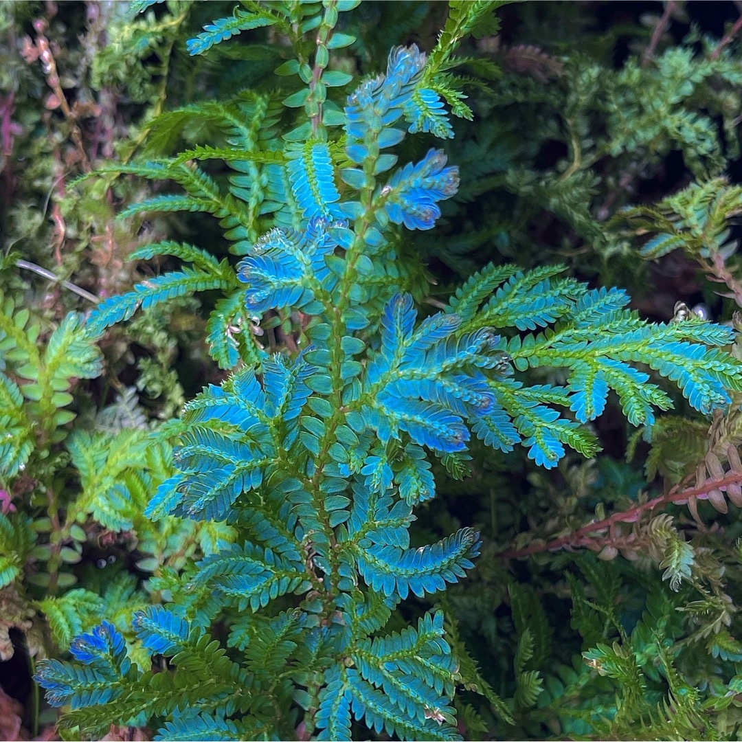 【セラギネラウンキナタ】５本 レインボーファン 青い葉 パルダリウム素材 苔素材 ハンドメイドのフラワー/ガーデン(プランター)の商品写真