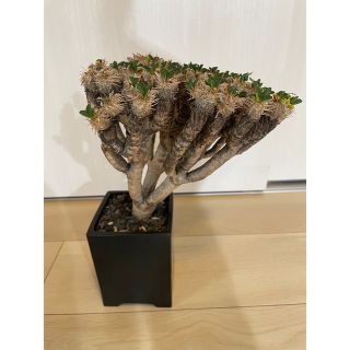 人気カラーの 大株美株 発根済 ギラウミニアナ SRL植栽セット