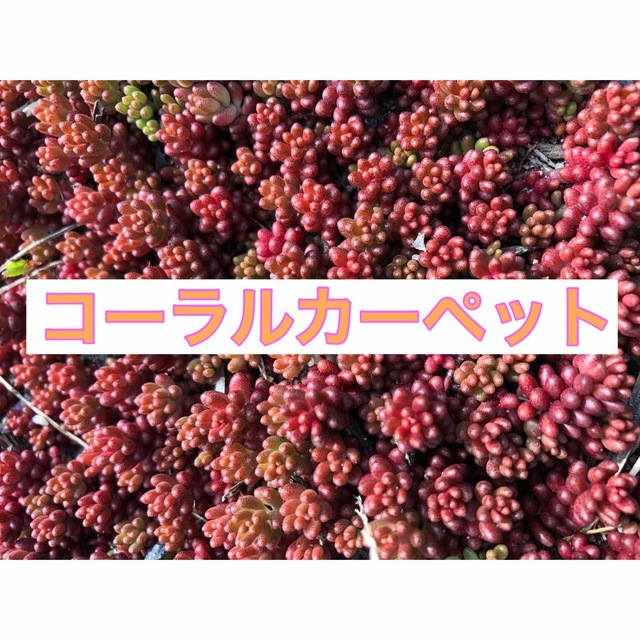 赤く紅葉する多肉植物　コーラルカーペット　苗50苗　即購入歓迎 ハンドメイドのフラワー/ガーデン(その他)の商品写真