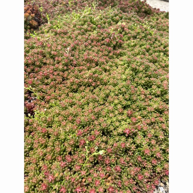 赤く紅葉する多肉植物　コーラルカーペット　苗50苗　即購入歓迎 ハンドメイドのフラワー/ガーデン(その他)の商品写真