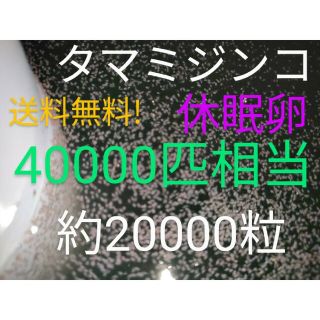 送料無料! タマミジンコ 休眠卵 40000匹相当（約20000個）常温保存 ...