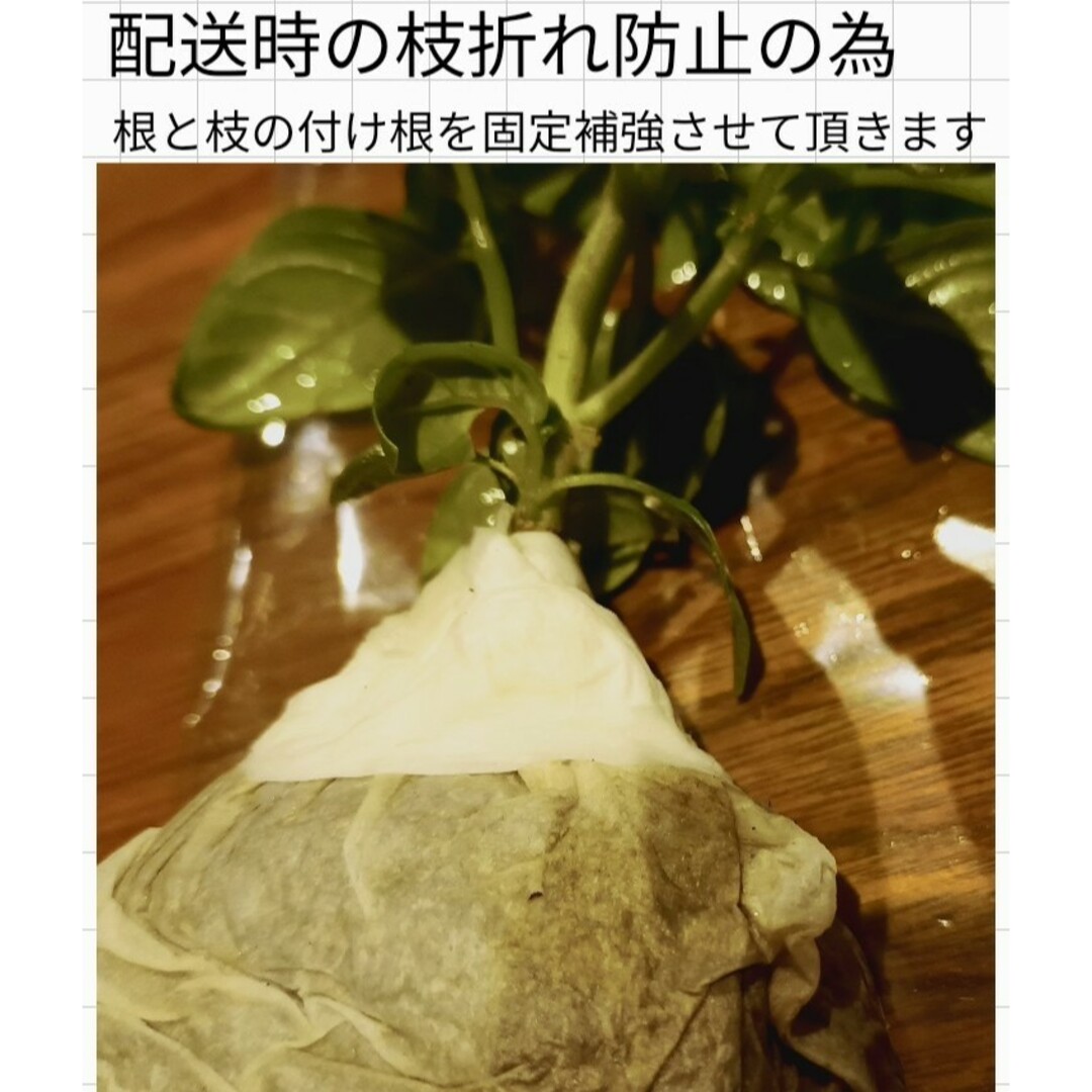 【無農薬】バジル苗  (土付き)【３苗】 食品/飲料/酒の食品(野菜)の商品写真