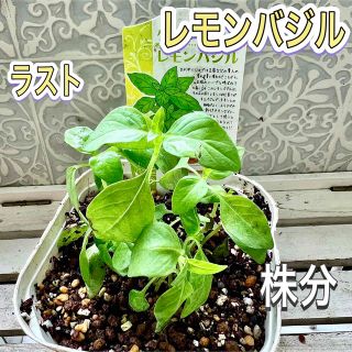 レモンバジル　株分け　苗　シトラスバジル　しっかり茎　無農薬(その他)