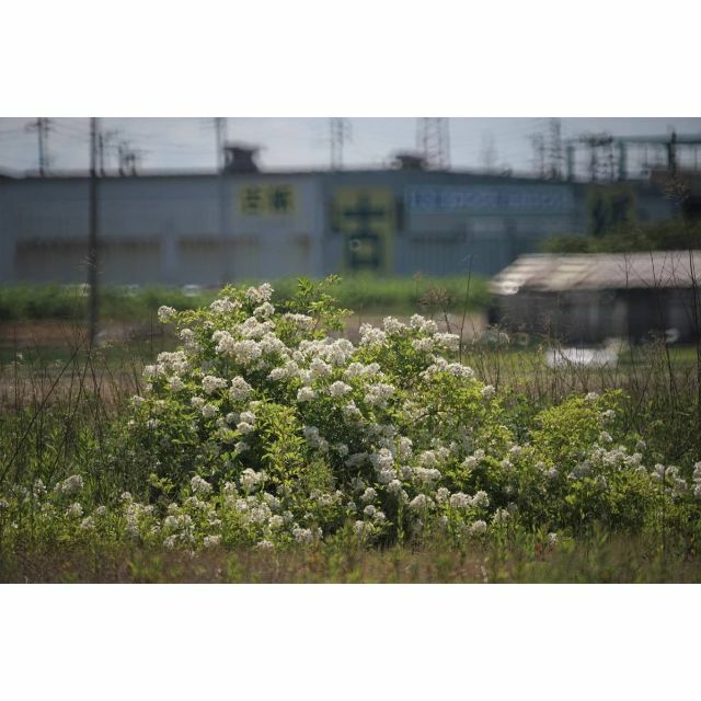 [美品/作例あり] Minolta AF REFLEX 500mm f/8