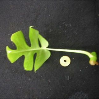ヒメ　モンステラ　カット苗　観葉植物(その他)
