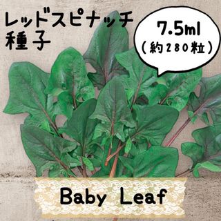 レッドスピナッチ　ベビーリーフ種子7.5ml（約280粒）(野菜)