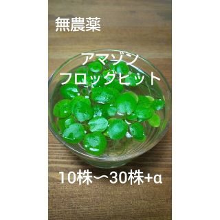 無農薬　アマゾンフロッグピット　10〜30株+α(アクアリウム)