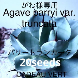 【がわ様専用】parryi var.truncataパリートランカータ種子20粒(その他)