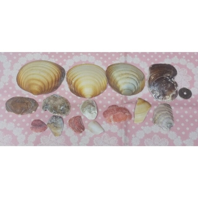 貝殻③ ハンドメイドの素材/材料(各種パーツ)の商品写真