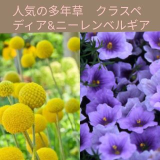 育て方付き❀当ショップ人気の多年草クラスペディア&ニーレンベルギア*花の種(プランター)