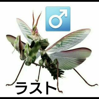 最安値 いきもの大図鑑アドバンス ニセハナマオウカマキリ おす オス 雄(キャラクターグッズ)