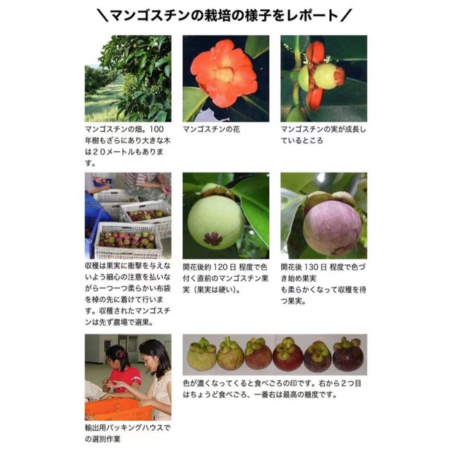 タイ産 マンゴスチン と 台湾産 生ライチ 玉荷包 セット 食品/飲料/酒の食品(フルーツ)の商品写真