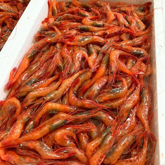 糸魚川産南蛮エビ【250g✖️2】 食品/飲料/酒の食品(魚介)の商品写真