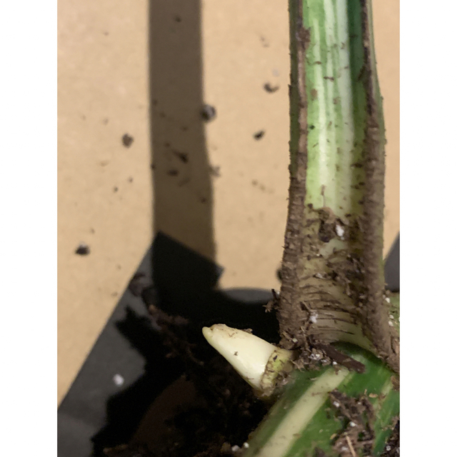 斑入りモンステラホワイトタイガー　発根済み　新芽発芽 ハンドメイドのフラワー/ガーデン(その他)の商品写真