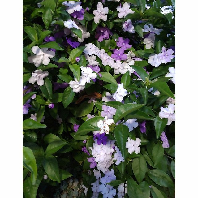 🌷強香☘️②ニオイバンマツリｘ5本挿し穂☘️ジャスミンのようなさわやかな香り ハンドメイドのフラワー/ガーデン(プランター)の商品写真