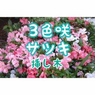 ✨3色咲✨サツキ皐月挿し木x3本①(外)✨オレンジ濃淡白3種咲(プランター)