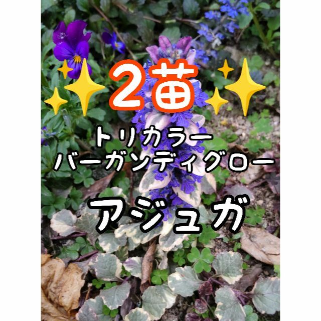 ✨断捨離様専用✨2苗約アジュガ苗バーガンディグロートリカラー10cm花終り ハンドメイドのフラワー/ガーデン(プランター)の商品写真