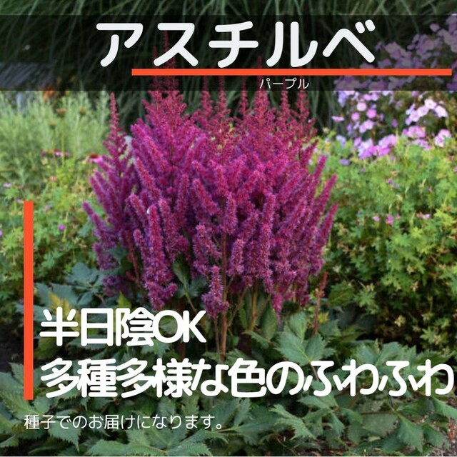 ゆうパケット　アスチルベ☆パープル☆種子15粒 ハンドメイドのフラワー/ガーデン(その他)の商品写真