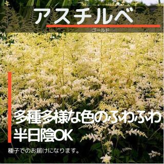 ゆうパケット　アスチルベ☆ゴールド☆種子15粒(その他)