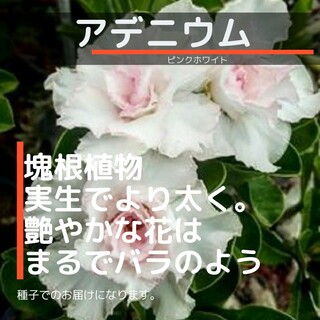 ゆうパケット　アデニウム☆ピンクホワイト☆種子2粒(その他)