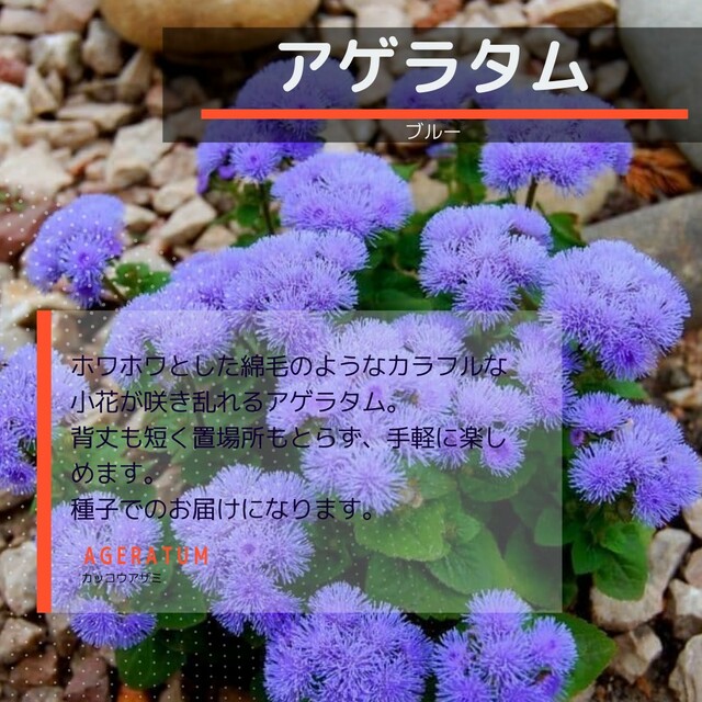 ゆうパケット　アゲラタム☆ブルー☆種子15粒 ハンドメイドのフラワー/ガーデン(その他)の商品写真