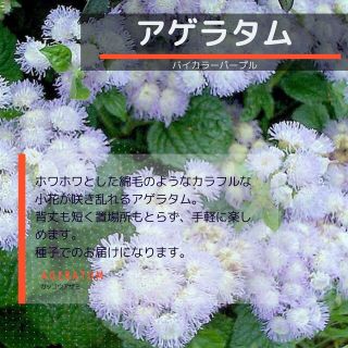 ゆうパケット　アゲラタム☆バイカラーパープル☆種子15粒(その他)