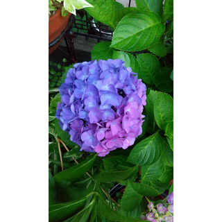紫陽花　アジサイ　ブルー(ドライフラワー)