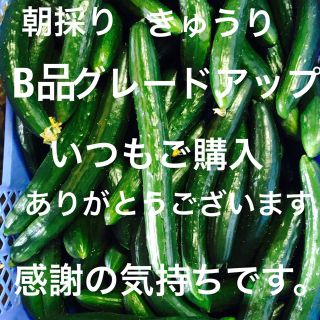 朝採り新鮮きゅうり、5キロです。B品にグレードアップして配送いたします。(野菜)