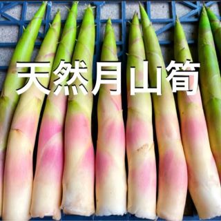 天然 月山筍 900g 根曲がり竹 根曲竹 ネマガリタケ ネマガリダケ 姫竹(野菜)