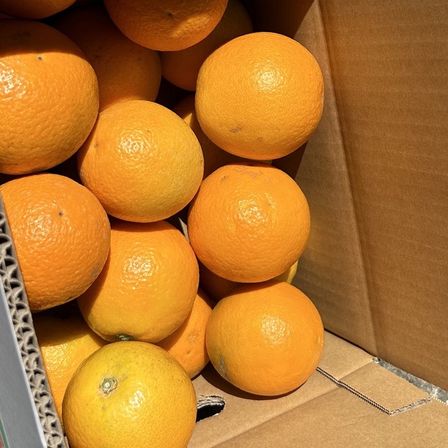 和歌山県産 国産 バレンシアオレンジ 5kg 食品/飲料/酒の食品(フルーツ)の商品写真