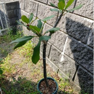 プルメリアの実生株鉢植え6～7年目(プランター)