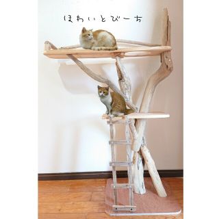 流木キャットタワー『猫部屋』No.02(猫)