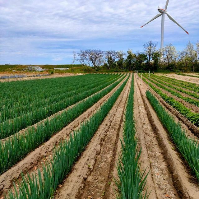 【鳥取県産】白ネギ 12kg程度 ランダム 白ねぎ 長ねぎ 葱 ランダムサイズ 食品/飲料/酒の食品(野菜)の商品写真