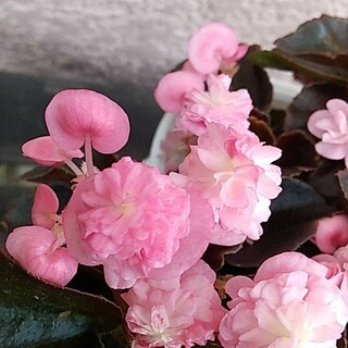 四季咲きベゴニア　八重咲きピンク　挿し穂3本(プランター)