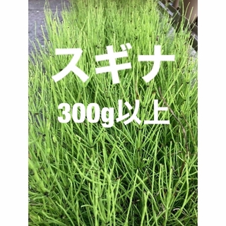 秋田県産無農薬スギナ300g（ご購入後採りに行きます）(野菜)