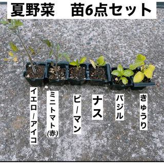 夏野菜　ミニ苗　6点セット(プランター)