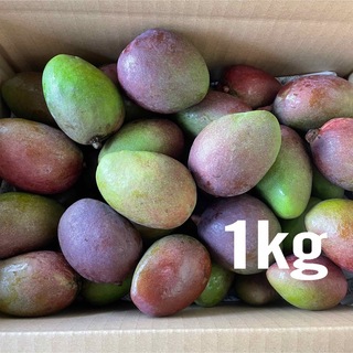 沖縄県産 漬物用 青マンゴー・グリーンマンゴー1kg(フルーツ)
