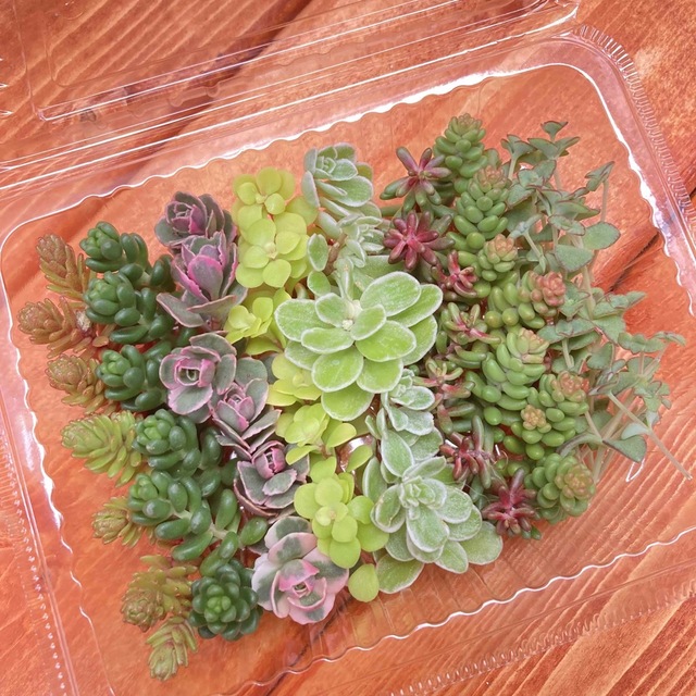 多肉植物＊8種類セダムカット苗セット④＊ ハンドメイドのフラワー/ガーデン(その他)の商品写真