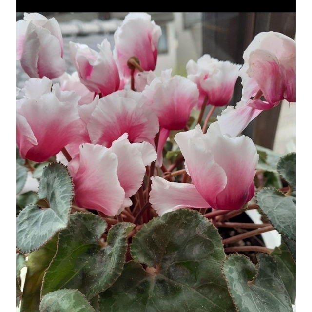 シクラメンの種 ハンドメイドのフラワー/ガーデン(その他)の商品写真