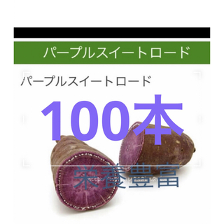 パープルスイートロード芋苗100本本(野菜)