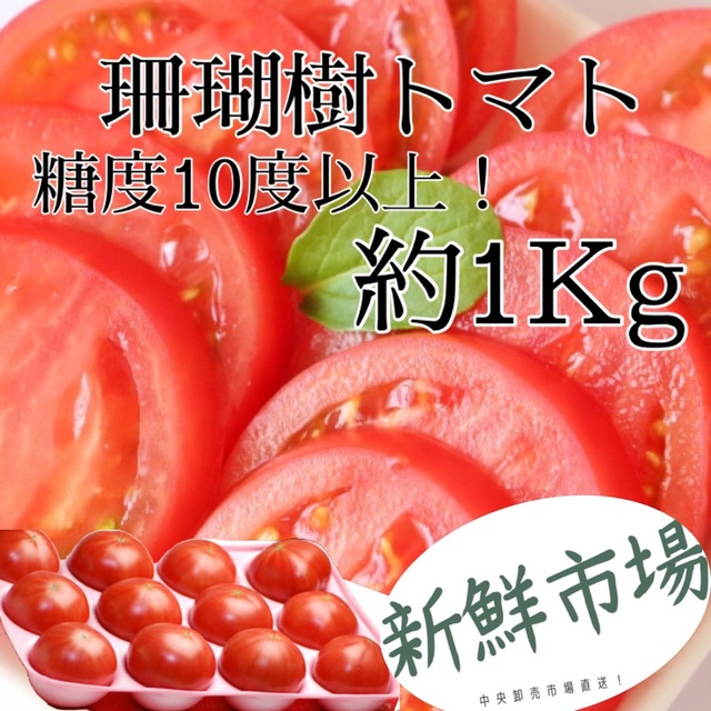 フルーツトマト　珊瑚樹トマト　S・特選ランク1Kg  中央卸売市場より直送！