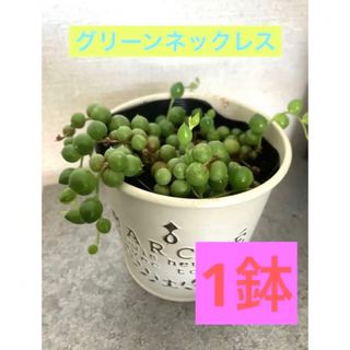 多肉植物 グリーンネックレス 1鉢 黒ポリポッド入(直径7.5cm)(プランター)