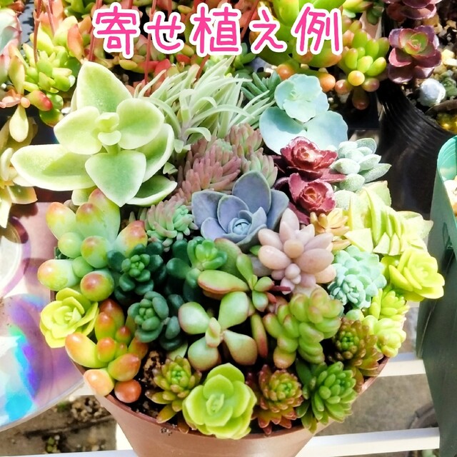 【多肉植物】セダム詰め合わせ カット苗 エンタメ/ホビーのエンタメ その他(その他)の商品写真